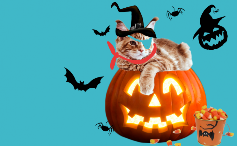 Halloween idioms with Cap The Cat